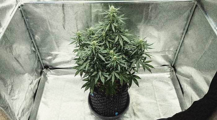Hoe Kweek Je Autoflowers? Per Week Bekeken Hoe Kweek Je Autoflowers? Per Week Bekeken